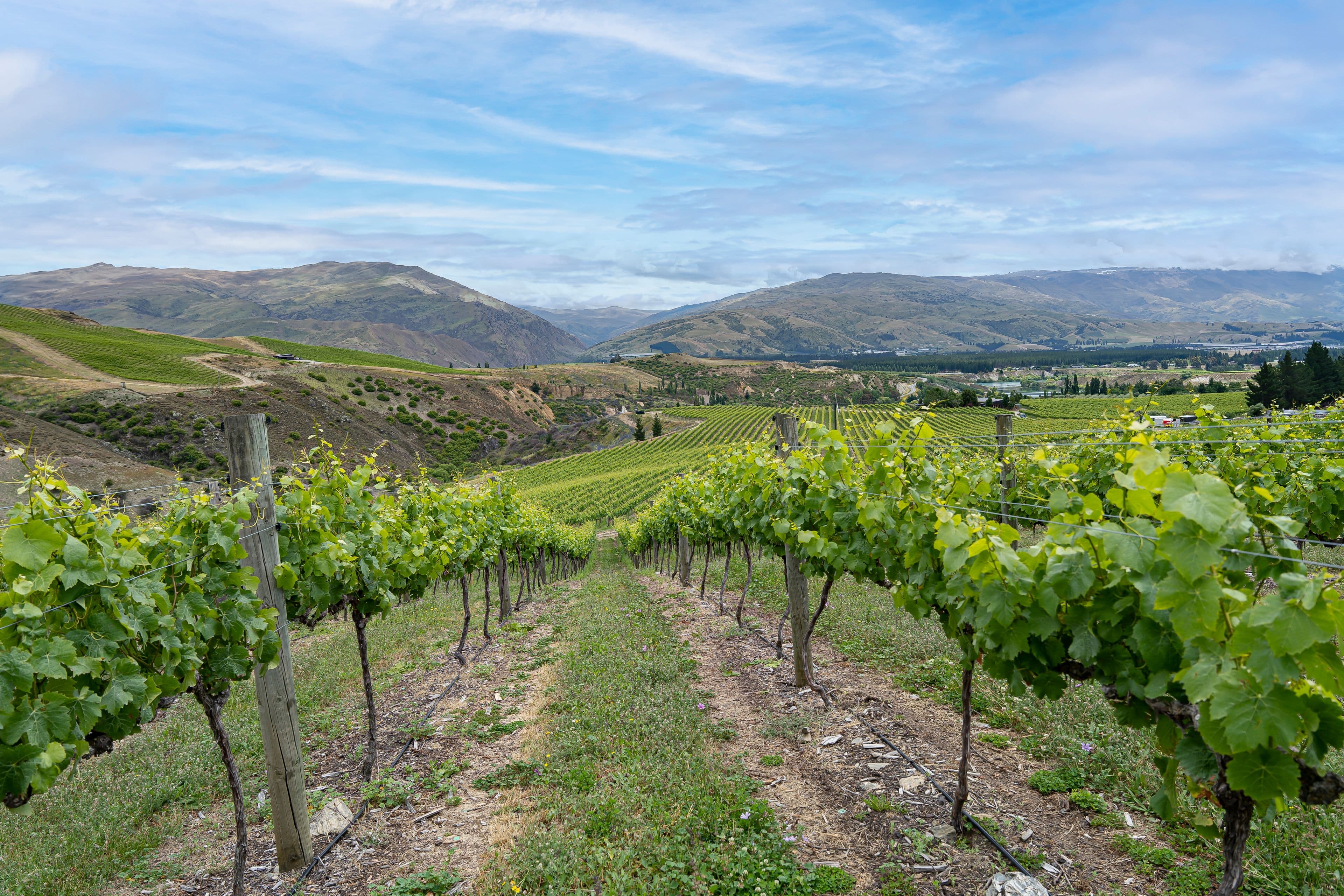 0 Cairnmuir Road, Bannockburn, Central Otago, Otago | Tall Poppy 