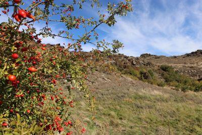 Lot 2 McGregor Road, Alexandra, Central Otago, Otago | Tall Poppy 