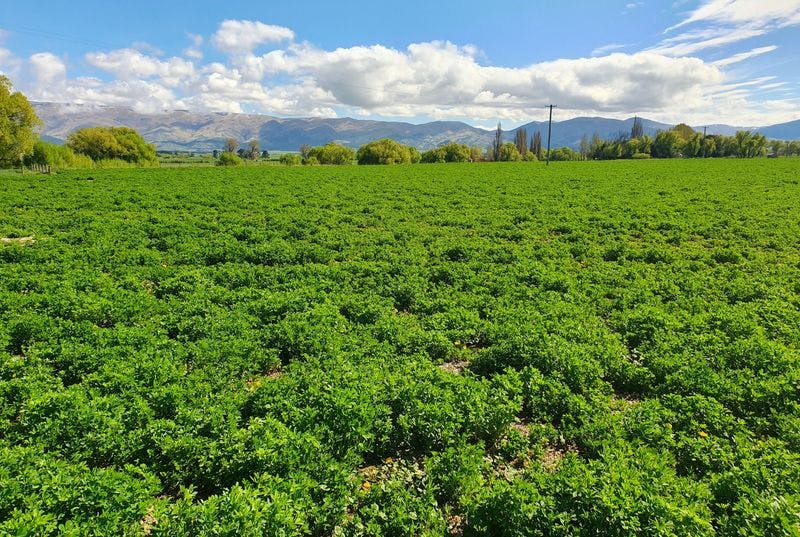 Lot 4 89 Terrace Road, Omakau, Central Otago