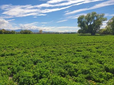 Lot 4 89 Terrace Road, Omakau, Central Otago, Otago | Tall Poppy 