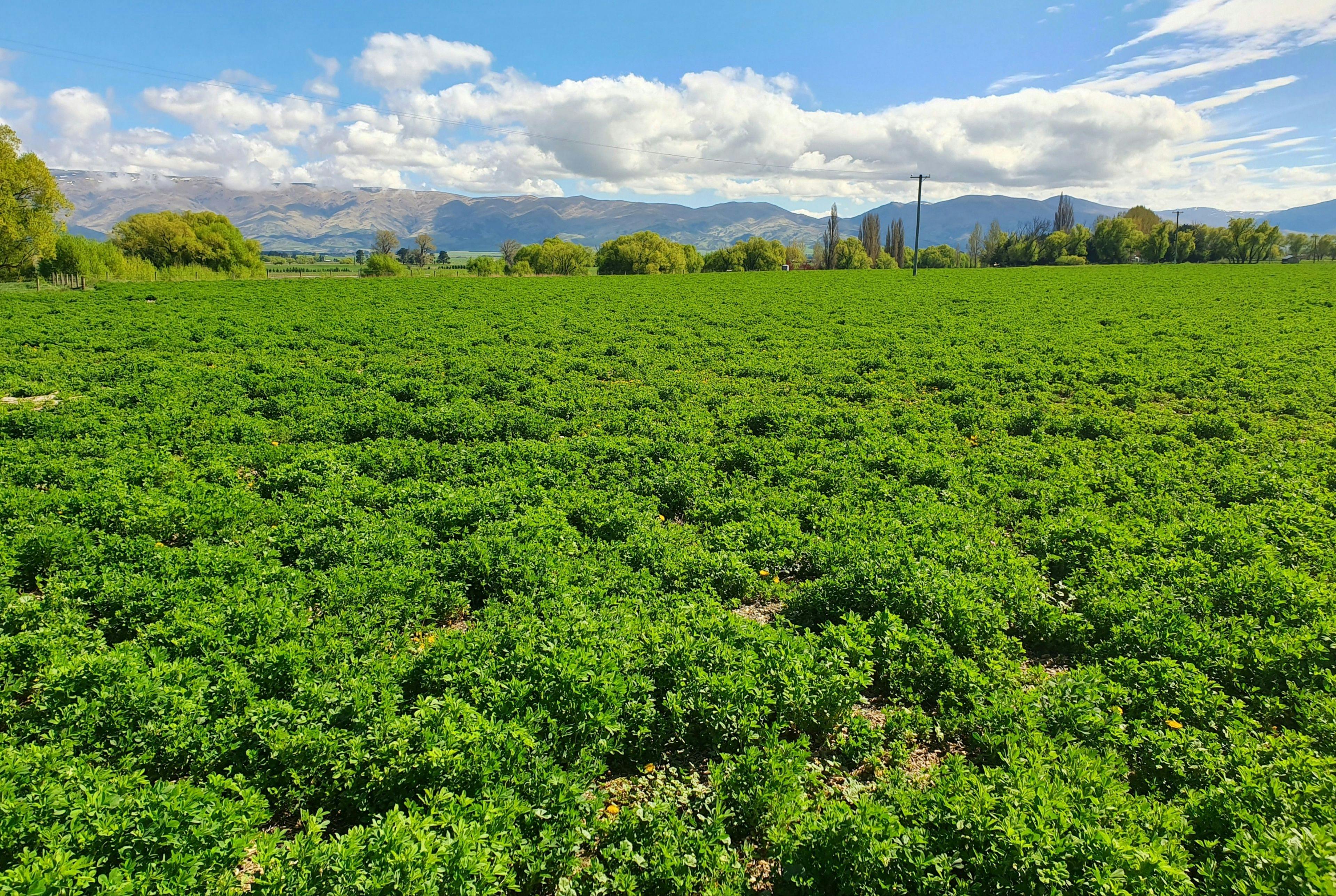 Lot 4 89 Terrace Road, Omakau, Central Otago, Otago | Tall Poppy 