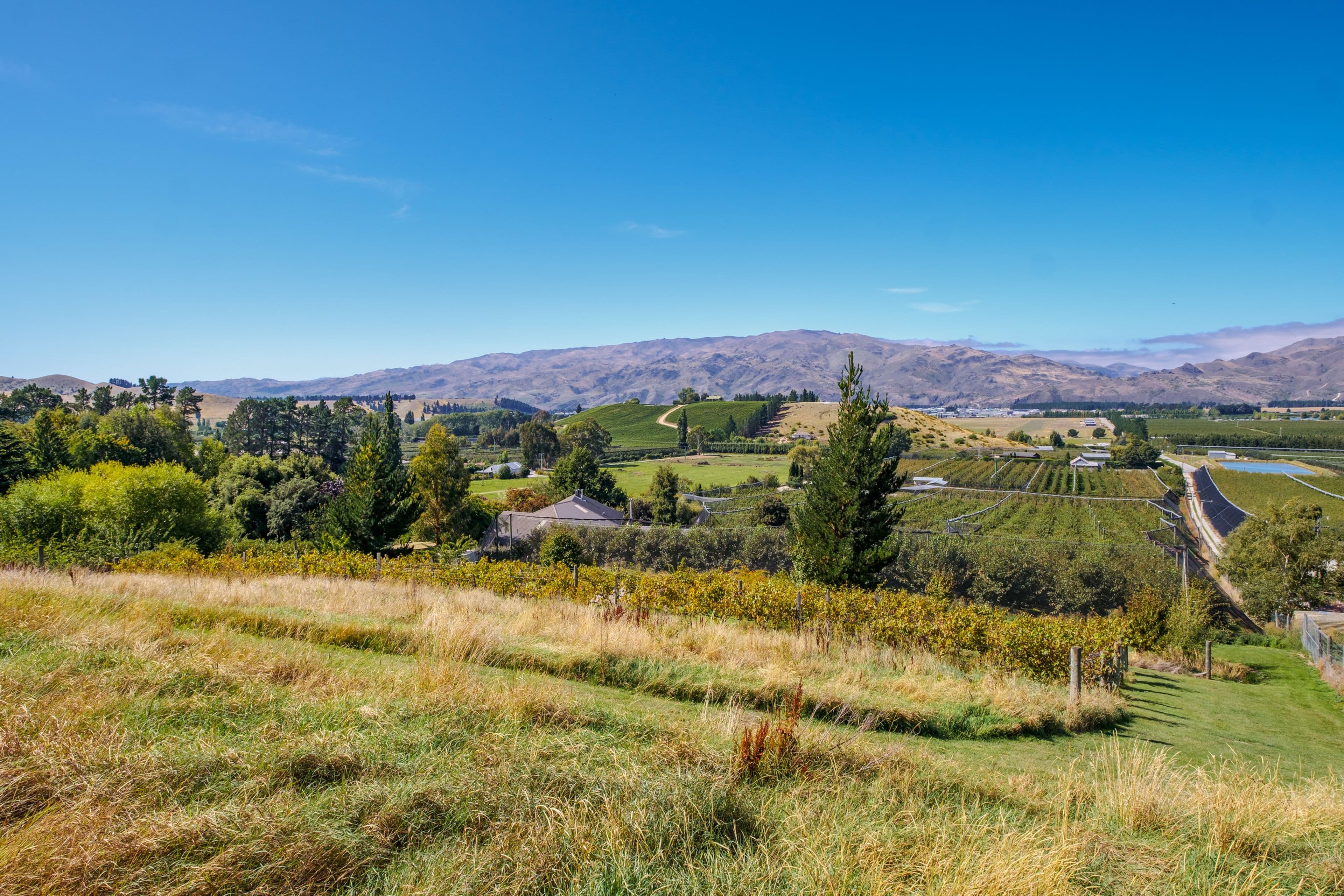 Cromwell, Central Otago, Otago | Tall Poppy 