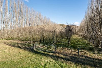 19 Hillies Road, Kurow, Waitaki, Otago | Tall Poppy 