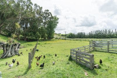 187 Cemetery Rd, Sanson, Manawatu, Manawatu | Tall Poppy 