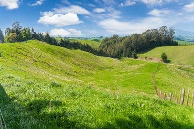 463 Palmer Mill Road, Wairakei, Taupo, Waikato | Tall Poppy 